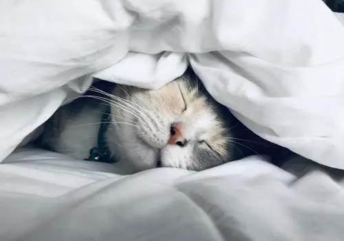 睡眠困扰